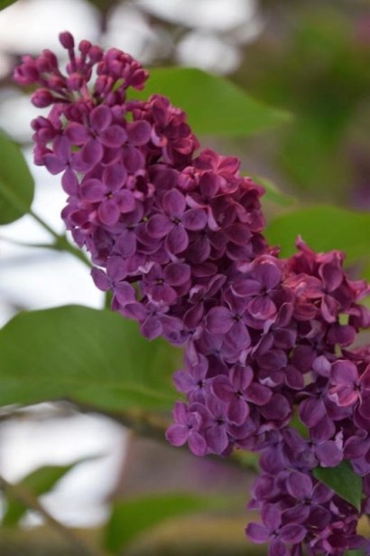 Syringa Аndenken an Ludwig Späth